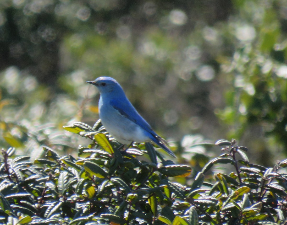 Mountain Bluebird - ML145383781