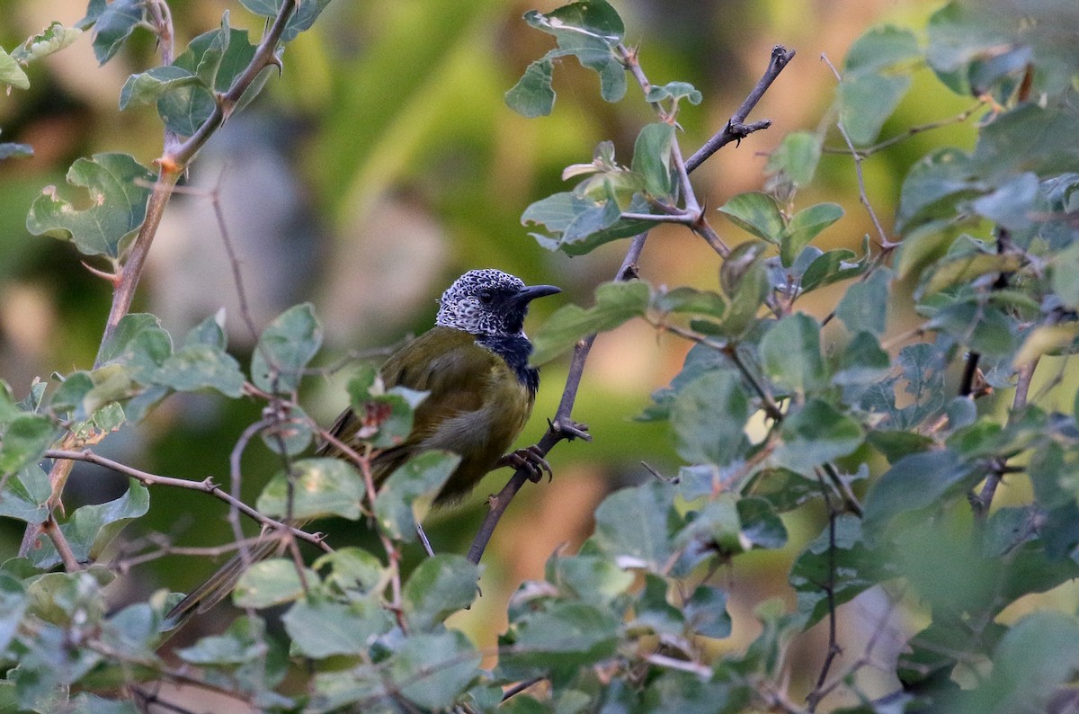 Oriole Warbler - ML145384941