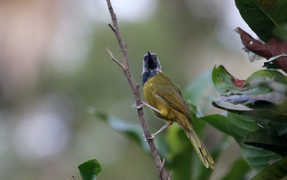 Oriole Warbler - ML145385031