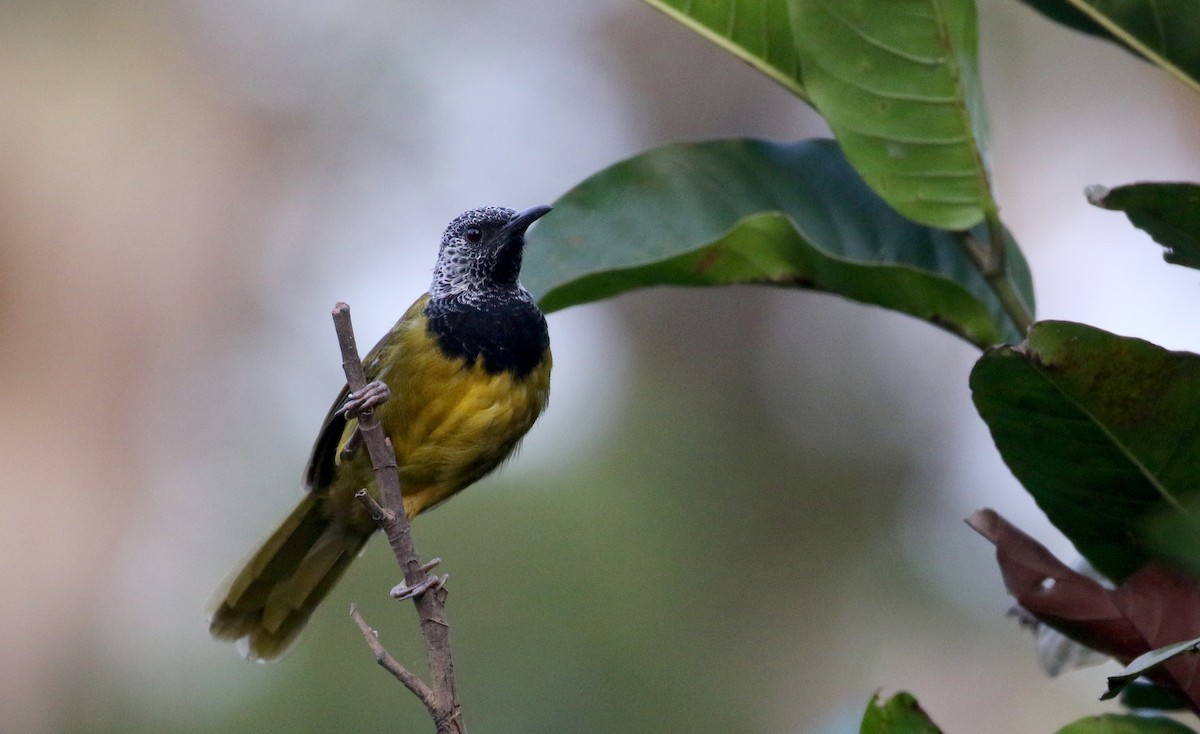 Oriole Warbler - ML145385091