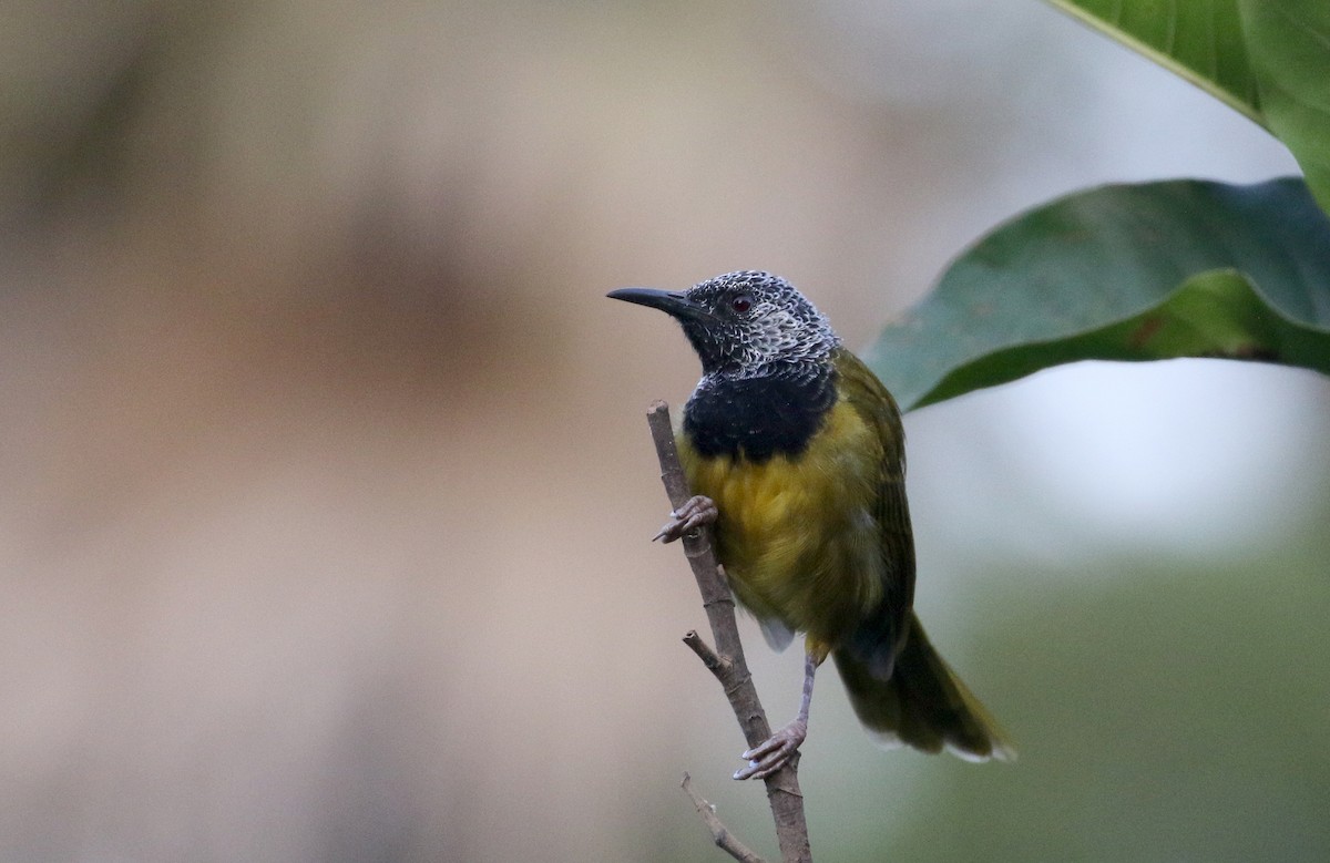 Oriole Warbler - ML145385131