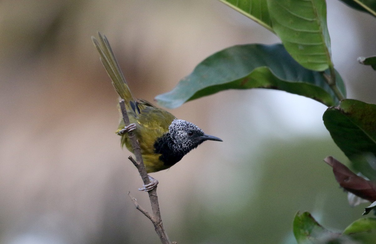 Oriole Warbler - ML145385151