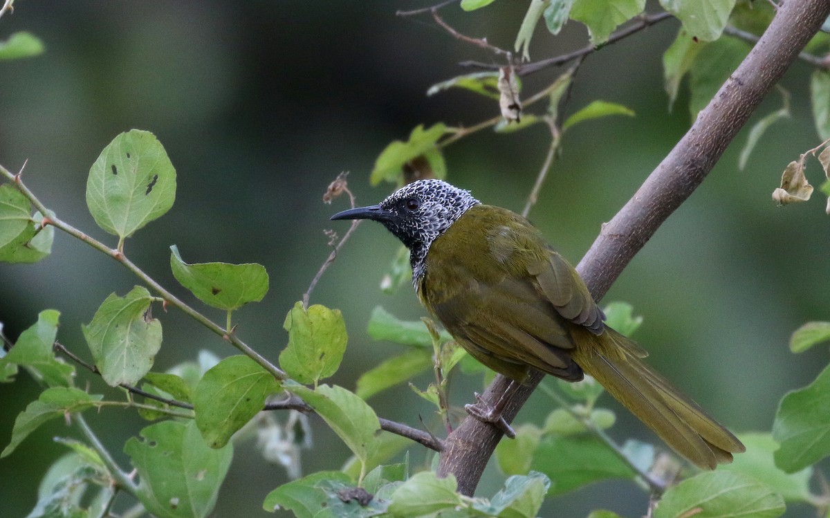 Oriole Warbler - Jay McGowan