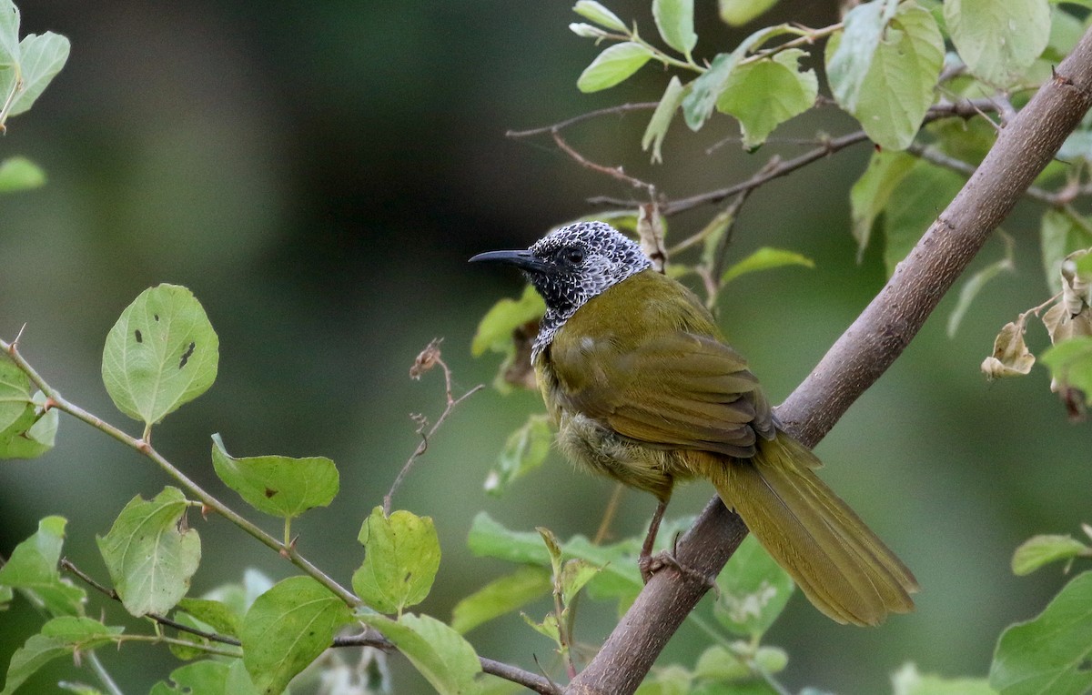 Oriole Warbler - Jay McGowan