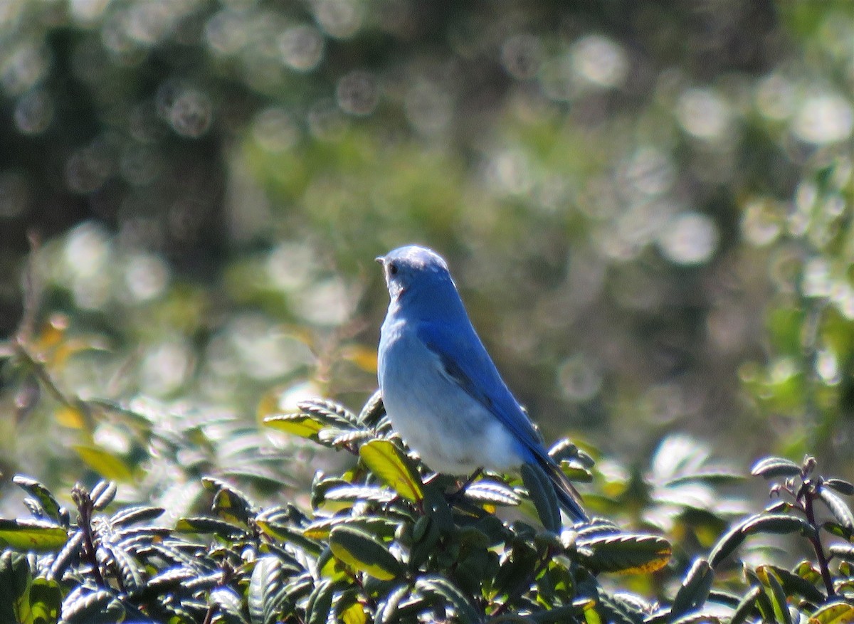 Mountain Bluebird - Chris Hayward