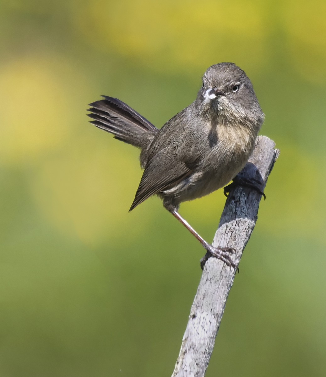 Wrentit - ML145386071