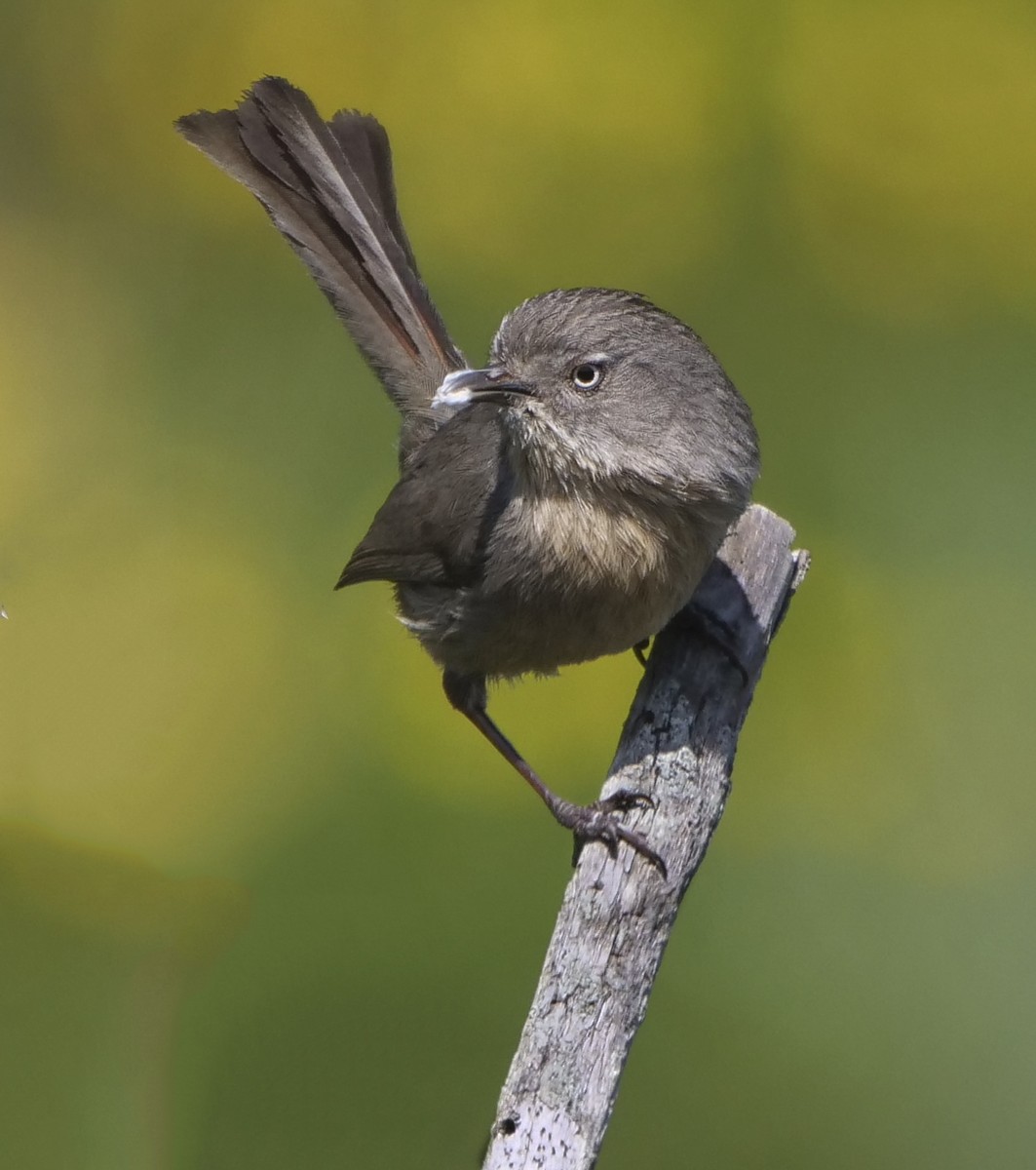 Wrentit - ML145386111