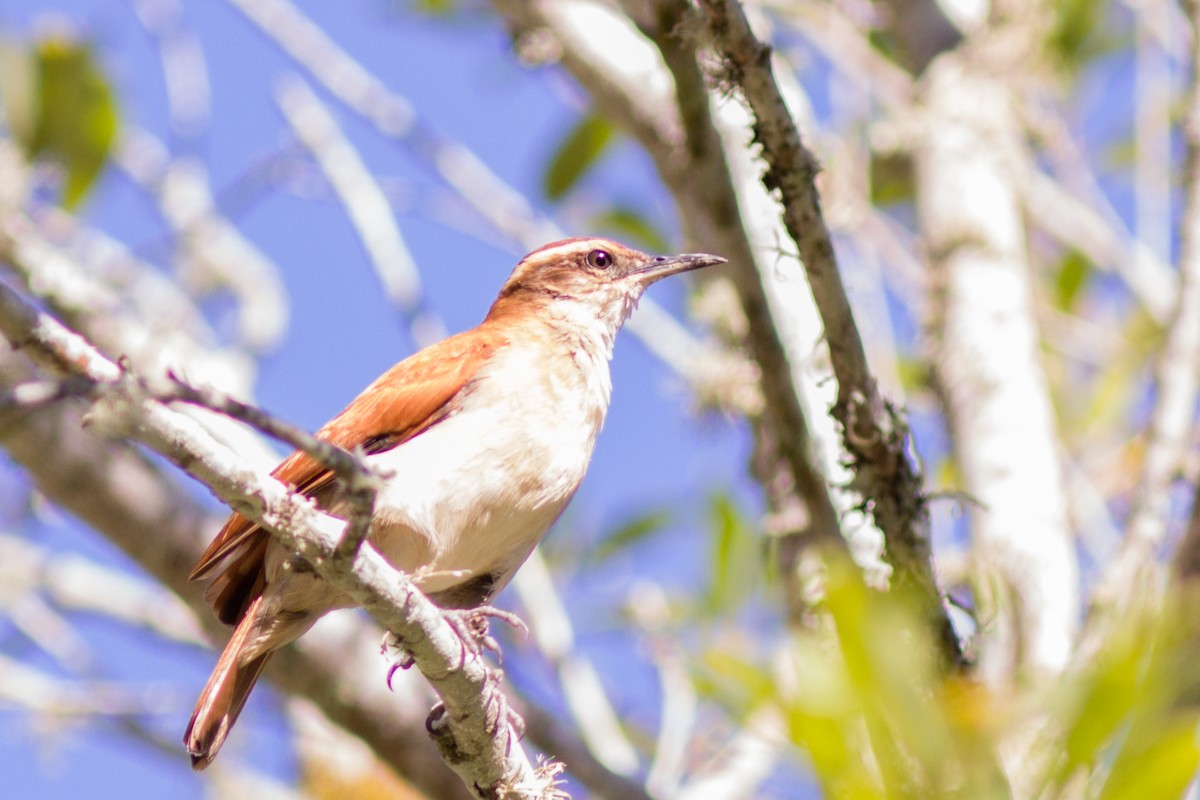 Wing-banded Hornero - ML145387191