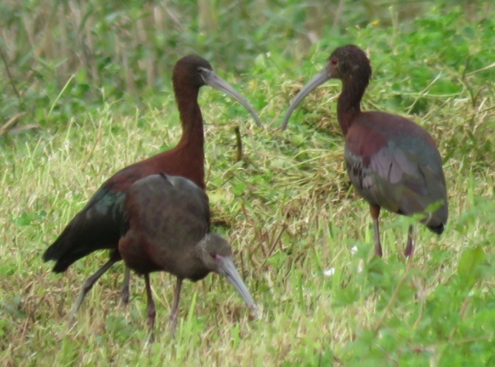 ibis hnědý - ML145387751