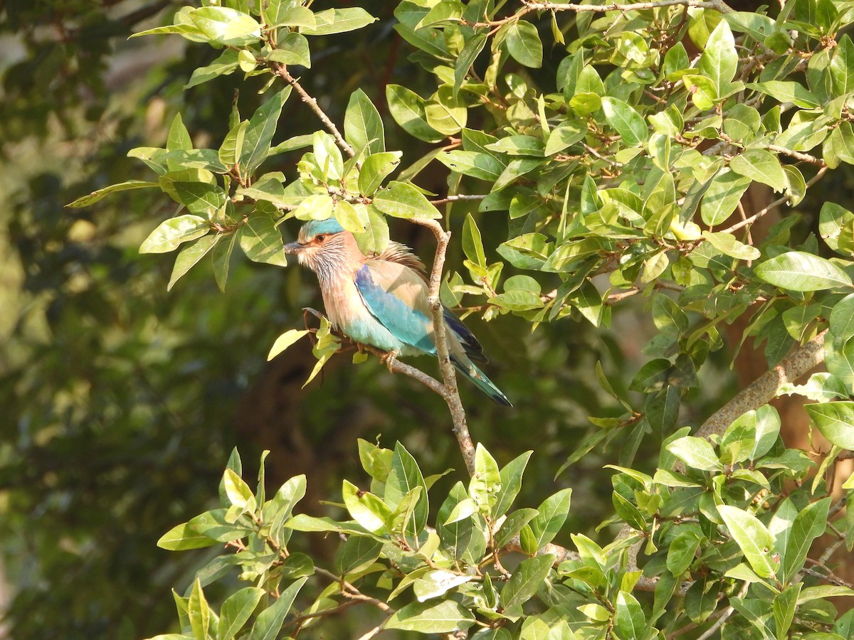 Indian Roller - ML145389051