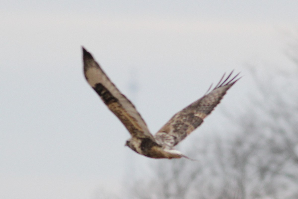 Rough-legged Hawk - Michael Clay