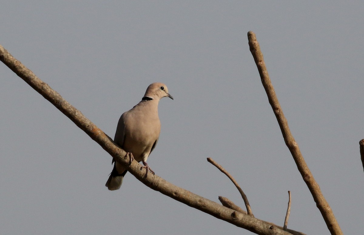 Tórtola Vinosa - ML145389851