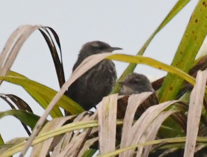 Thrush-like Wren - ML145390051