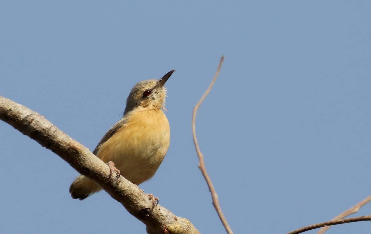 Crombec Norteño (brachyura/carnapi) - ML145390181