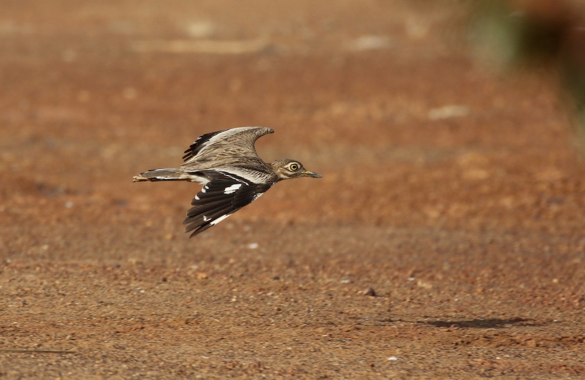 Senegal Thick-knee - ML145390231