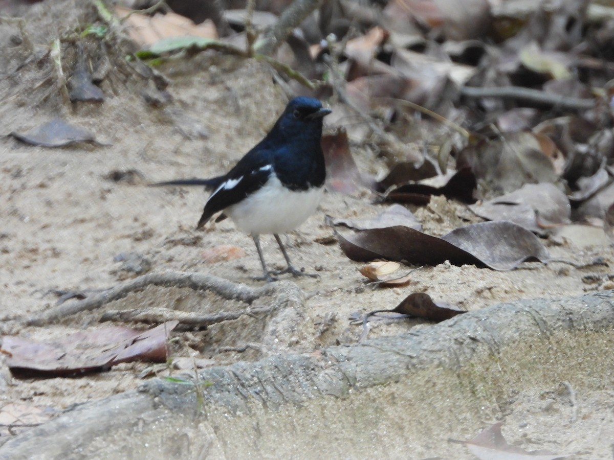 Oriental Magpie-Robin - ML145390801