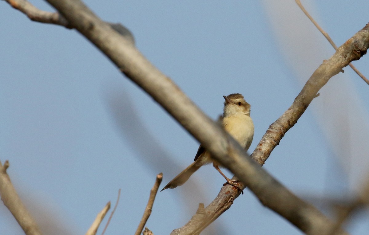 Prinia modeste - ML145391261