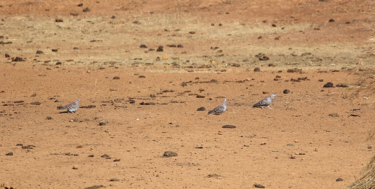 Speckled Pigeon - ML145391361