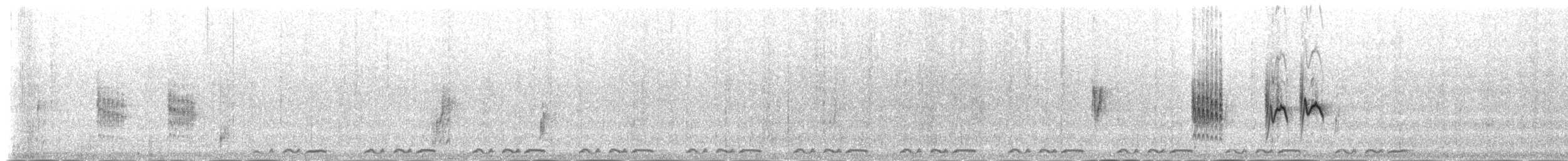 pěnička šedohřbetá (ssp. brachyura/carnapi) - ML145391591