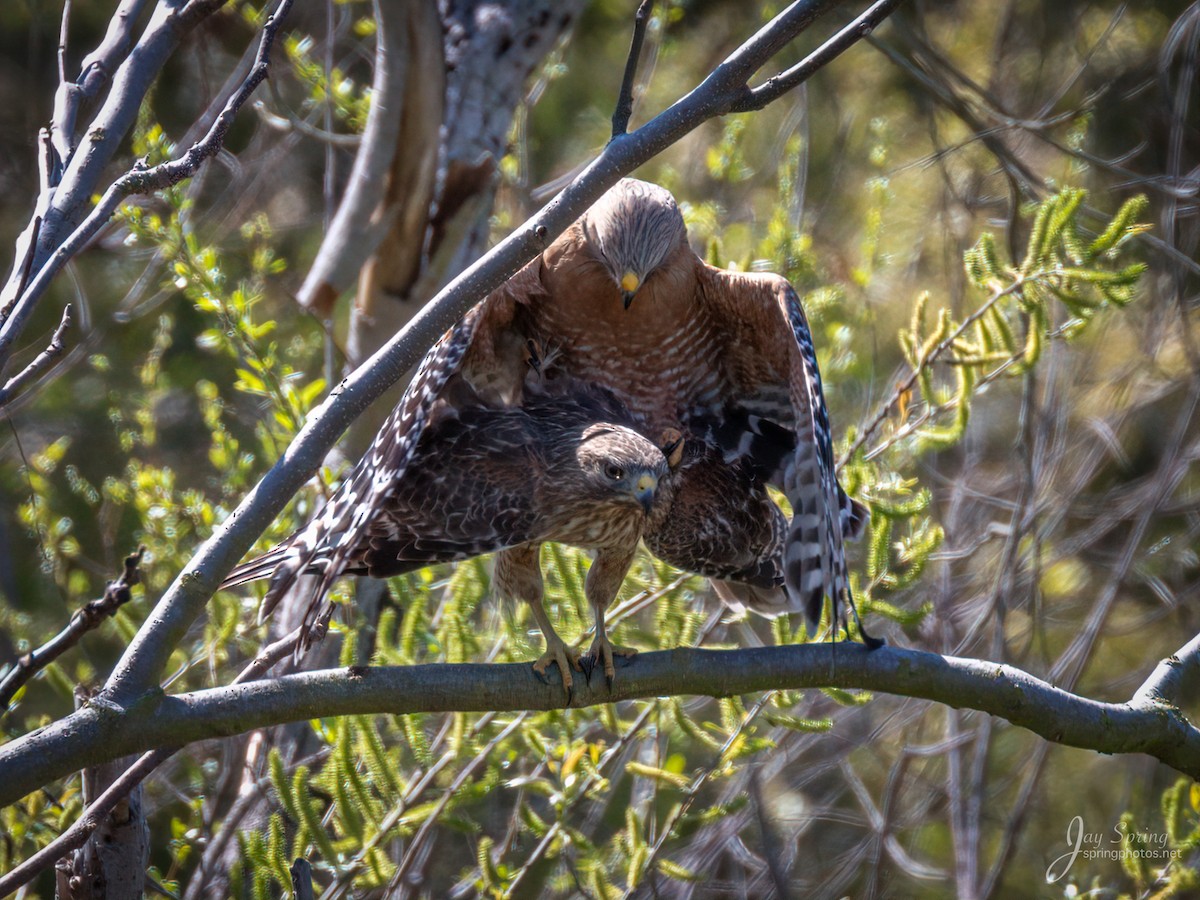 Red-shouldered Hawk - ML145391821