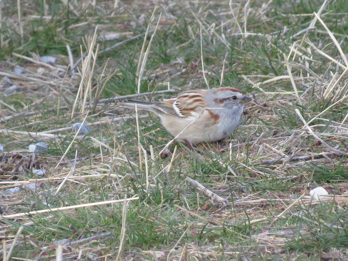 American Tree Sparrow - ML145392901