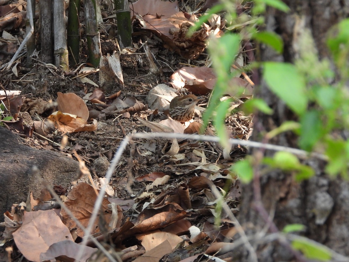 Puff-throated Babbler - ML145394121