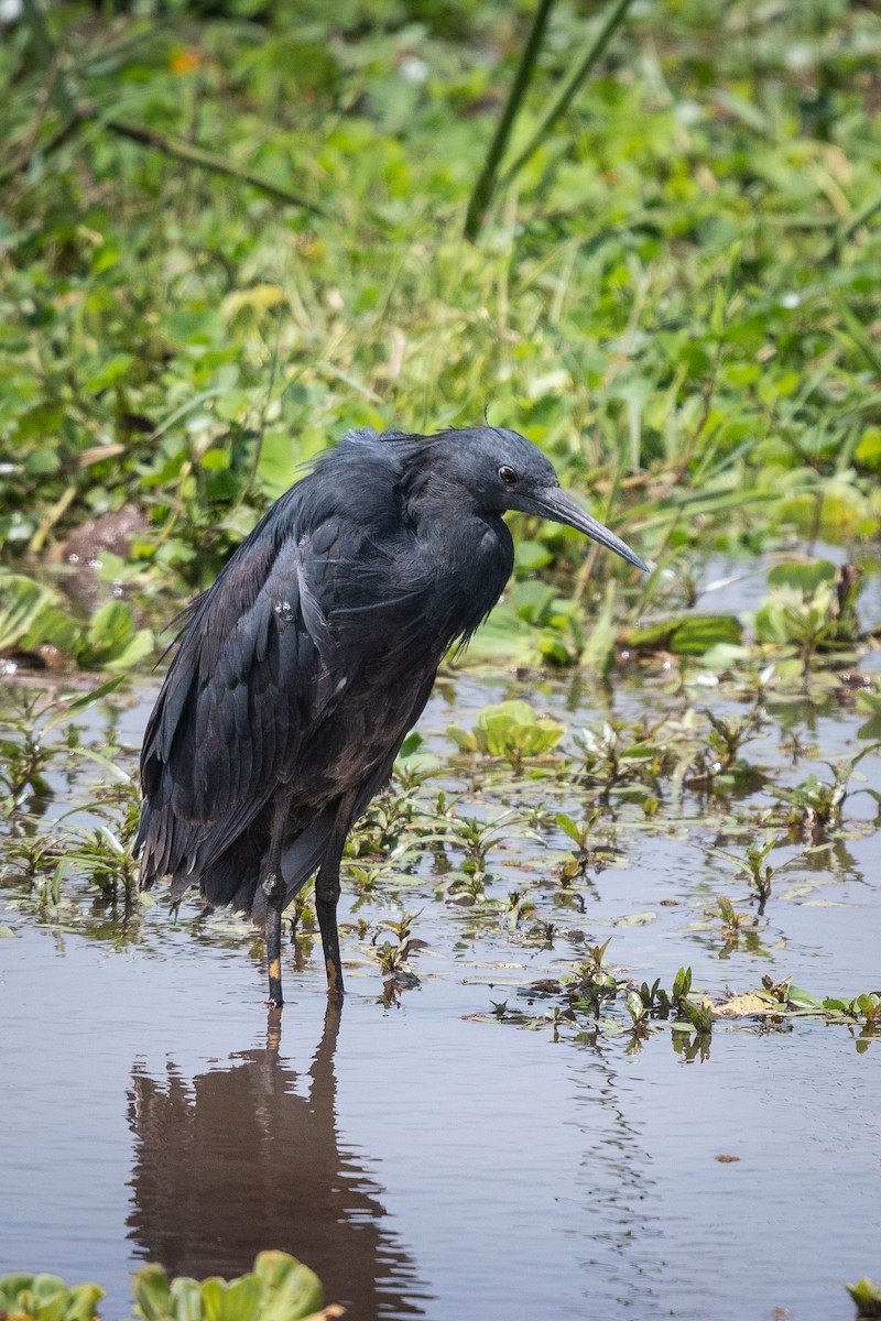 Black Heron - Deb Ford