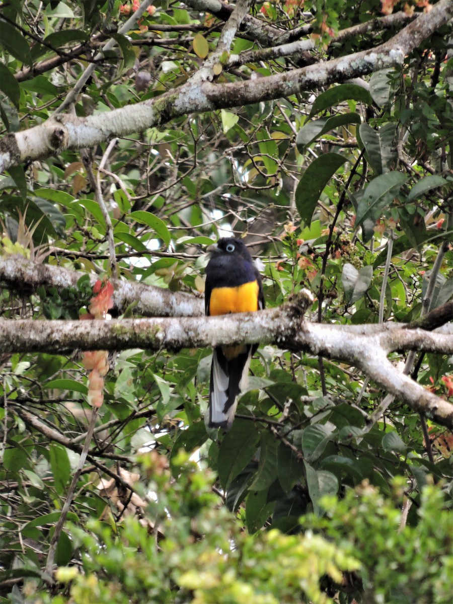 Green-backed Trogon - ML145395901