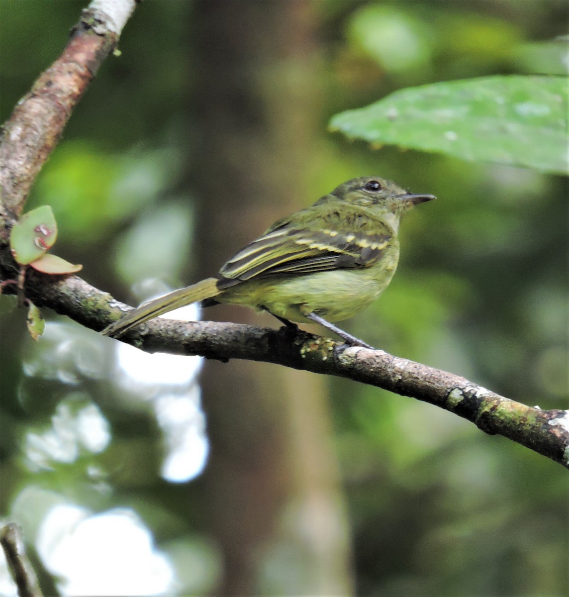 Yellow-crowned Elaenia - ML145395911