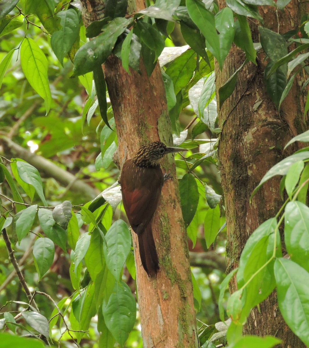 Buff-throated Woodcreeper - ML145396771