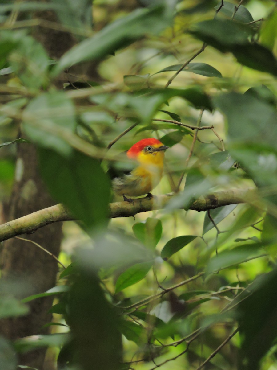 Wire-tailed Manakin - ML145396821