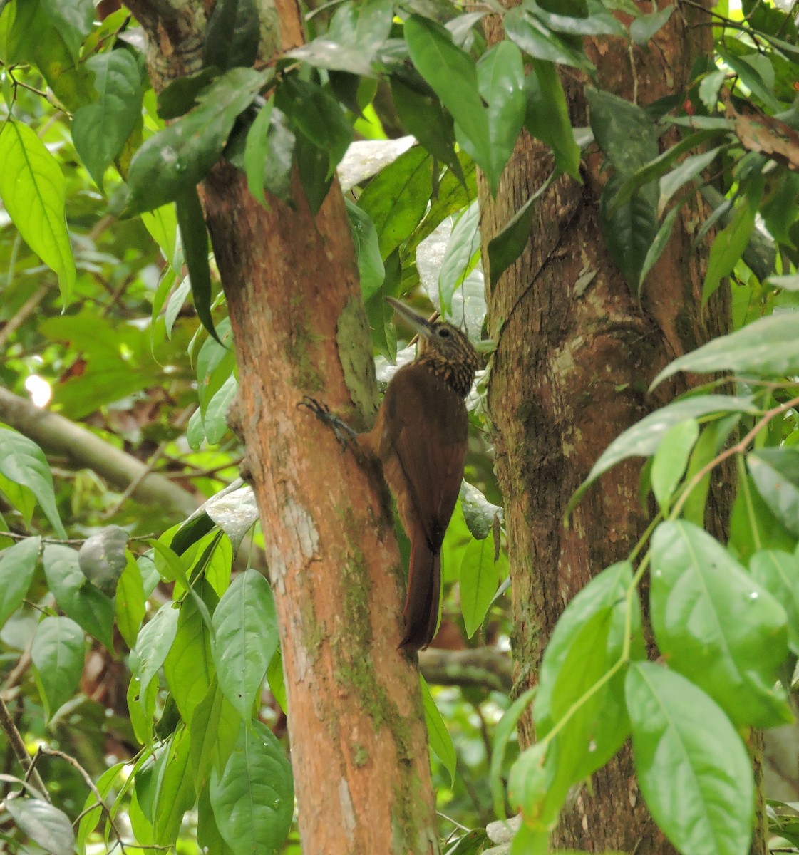 Buff-throated Woodcreeper - ML145397051