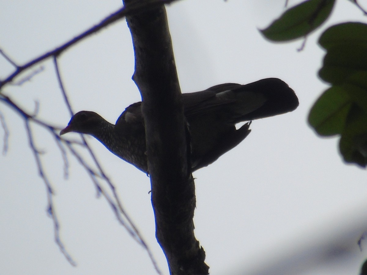 Pigeon ramiret - ML145397221