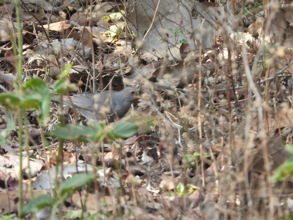 Tickell's Thrush - Warren Regelmann