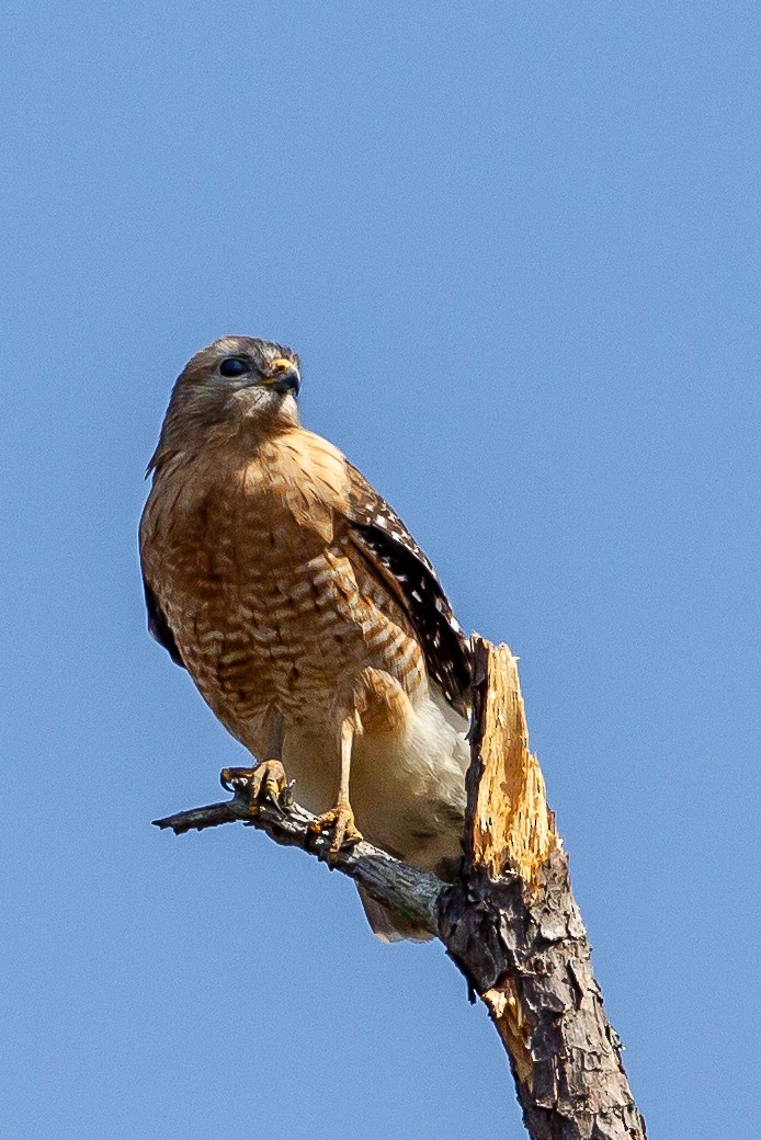 Red-shouldered Hawk - Bill Wood