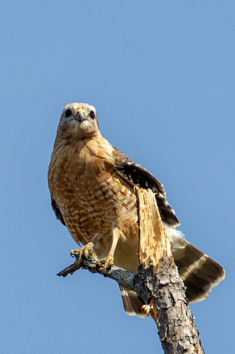 Red-shouldered Hawk - Bill Wood