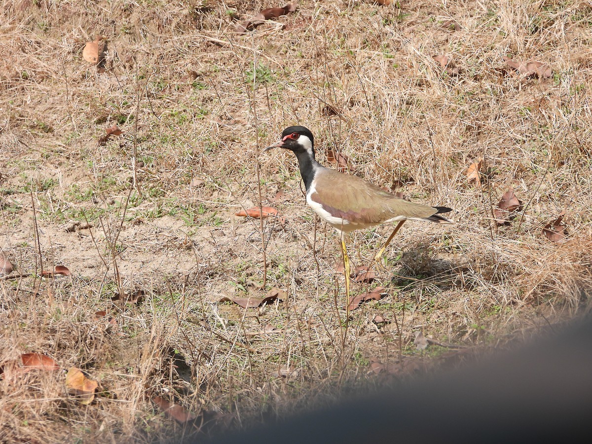 Red-wattled Lapwing - ML145400601