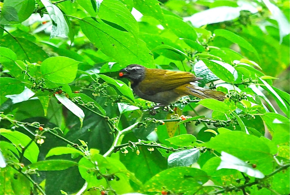 Buff-throated Saltator - ML145400911