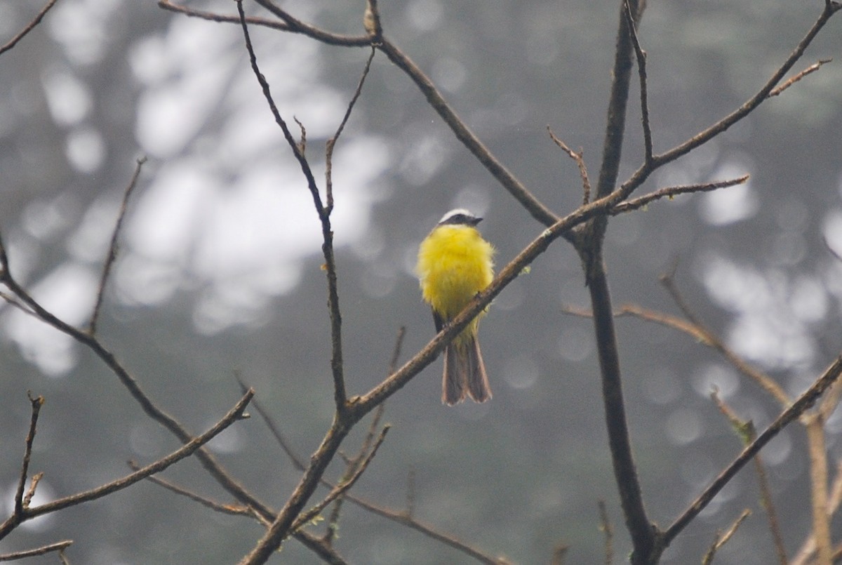 Social Flycatcher - ML145400991