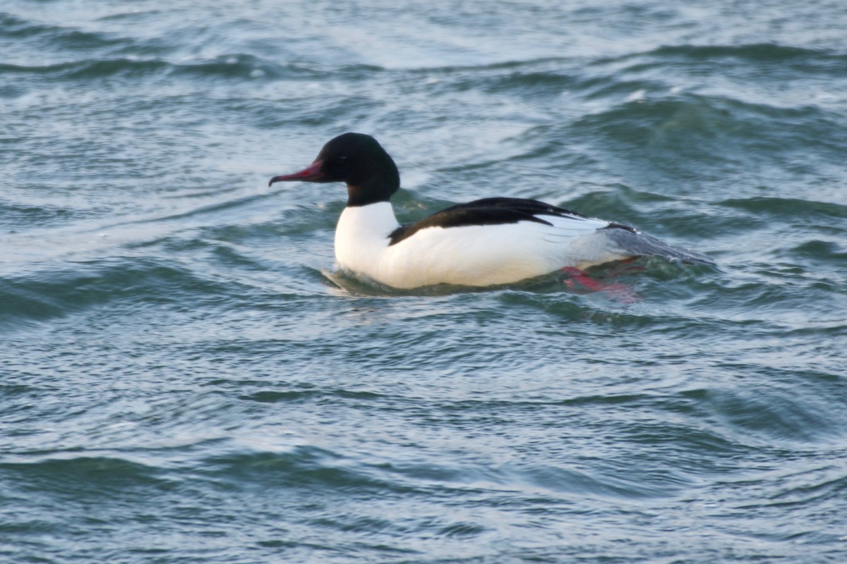 Common Merganser - ML145401001