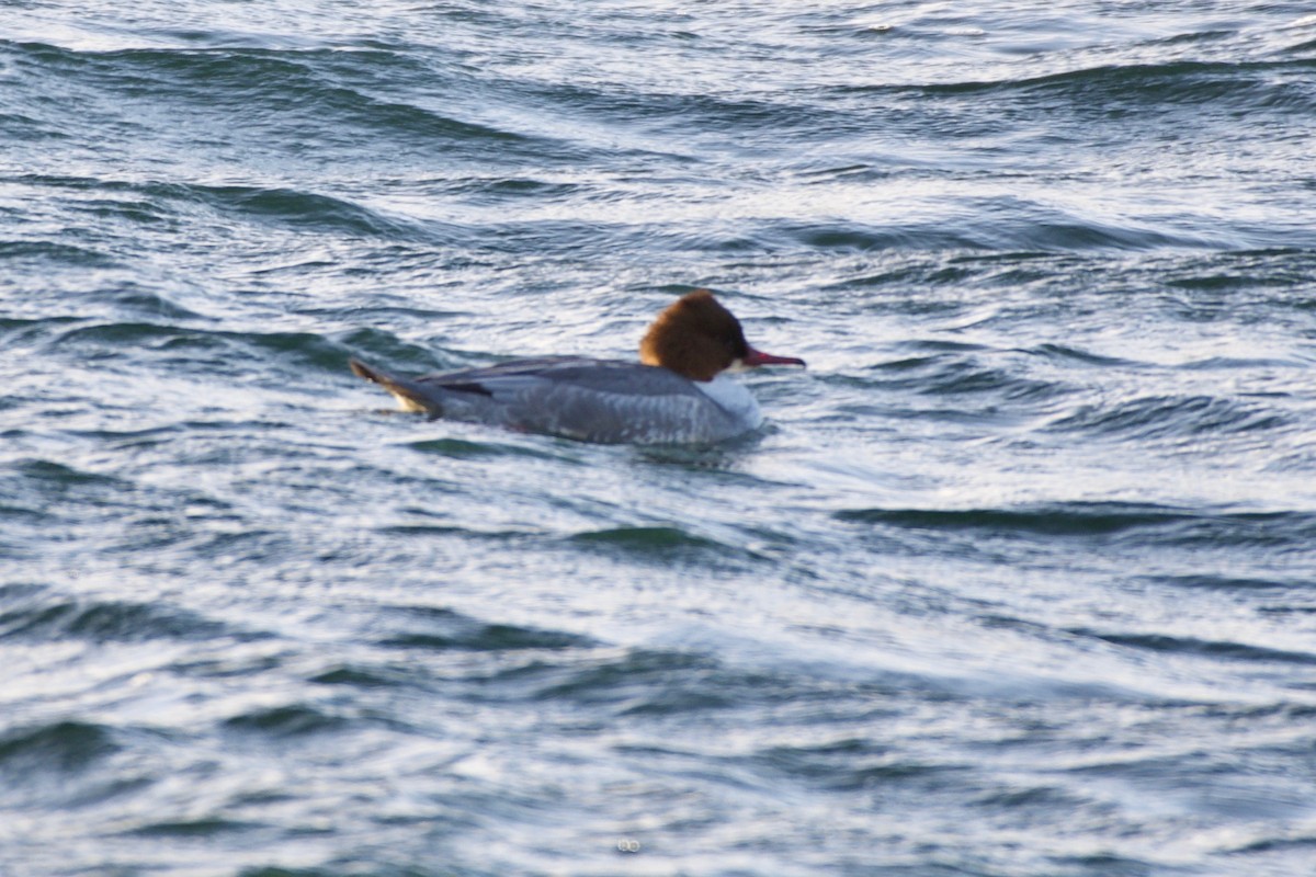 Common Merganser - ML145401011