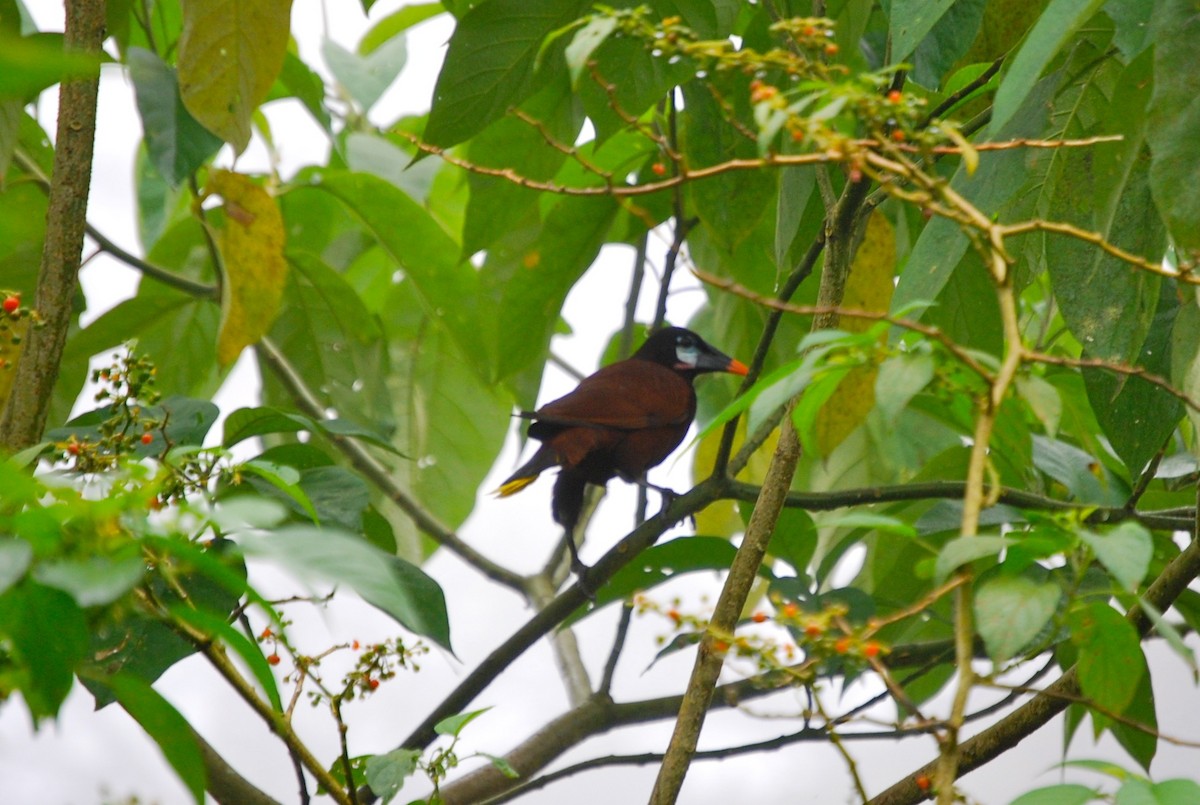 Montezuma Oropendola - ML145401081