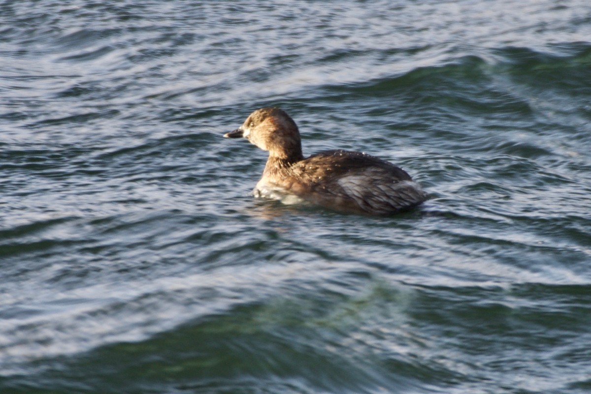 Little Grebe - ML145401121