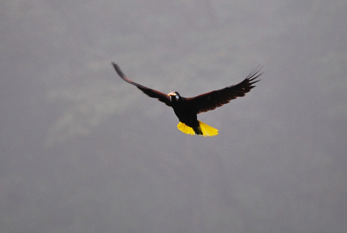 Montezuma Oropendola - ML145401131