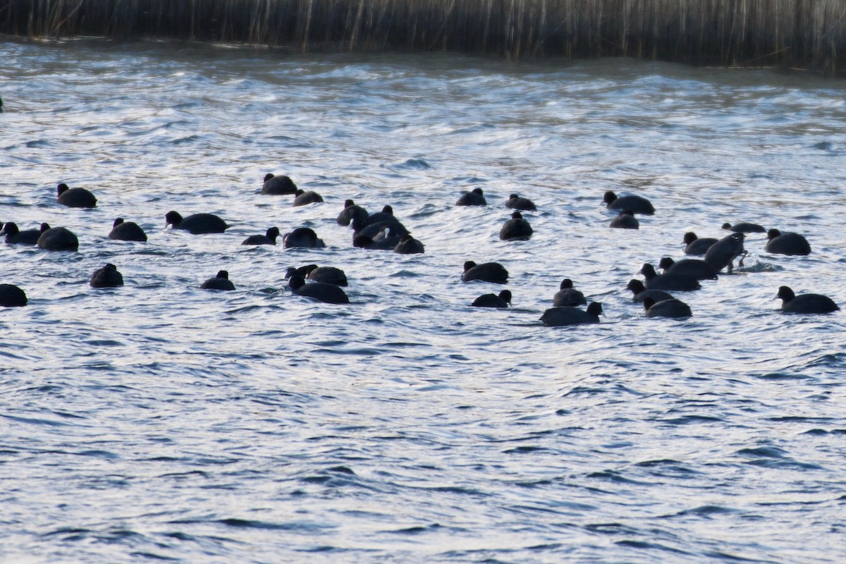 Eurasian Coot - ML145401281