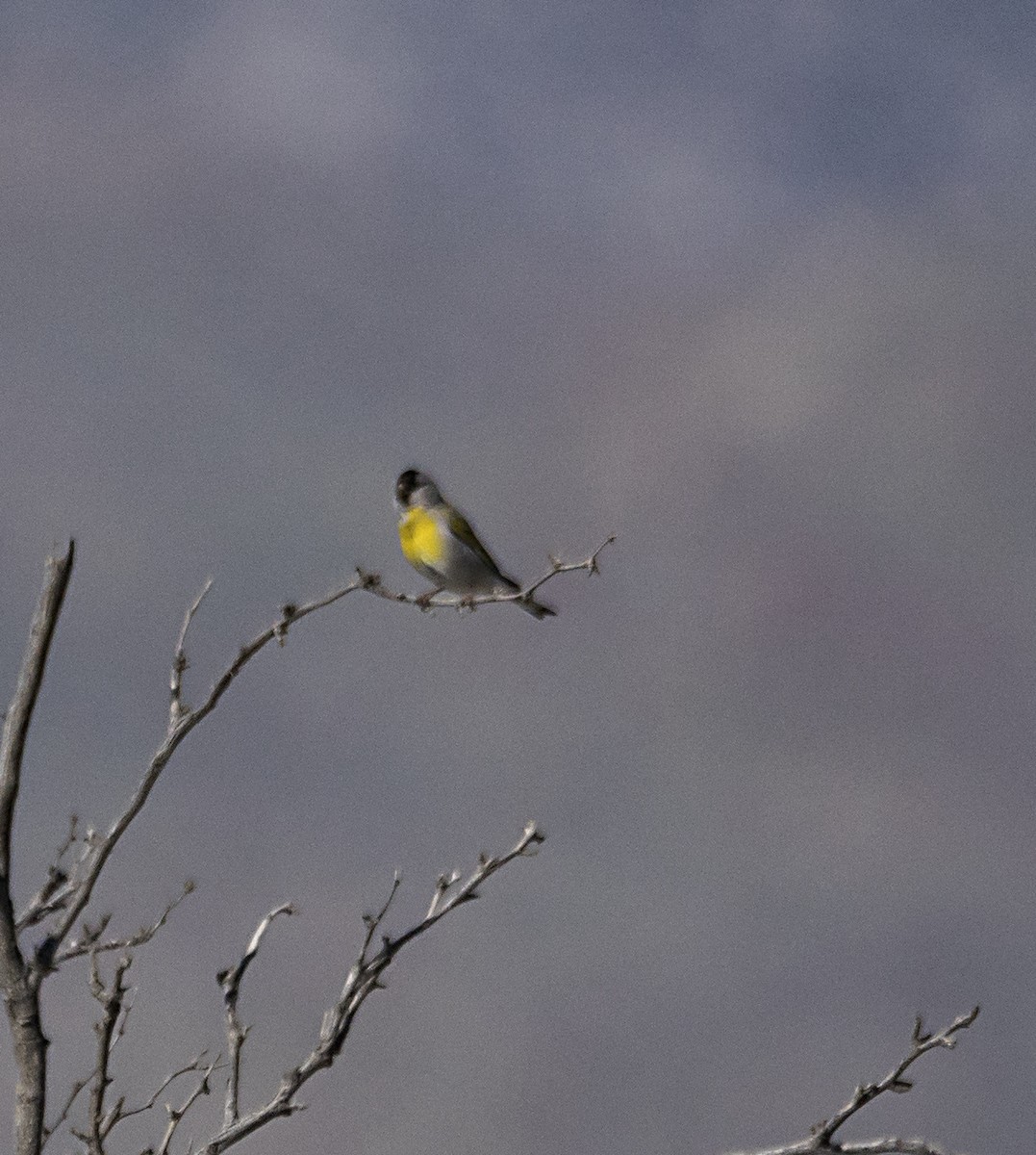 Чиж масковий - ML145401461