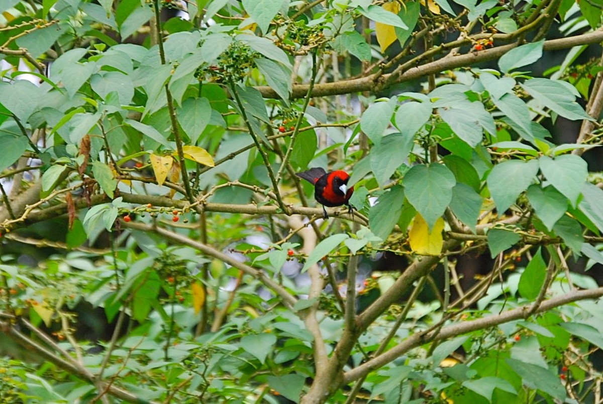 Crimson-collared Tanager - ML145401551