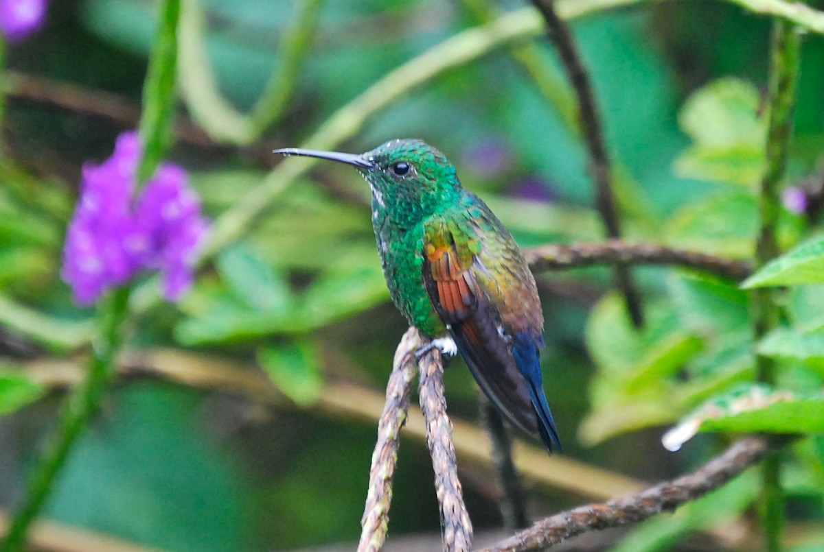 Blue-tailed Hummingbird - ML145401871