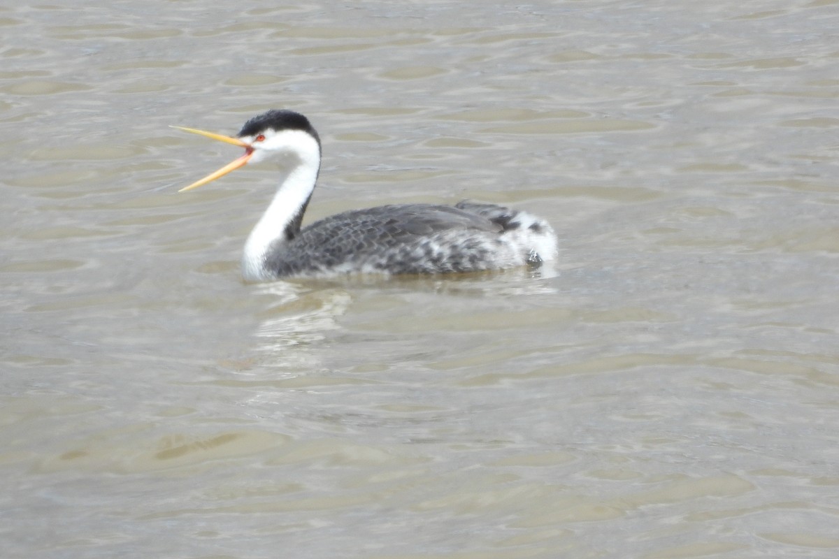 Clark's Grebe - ML145402151