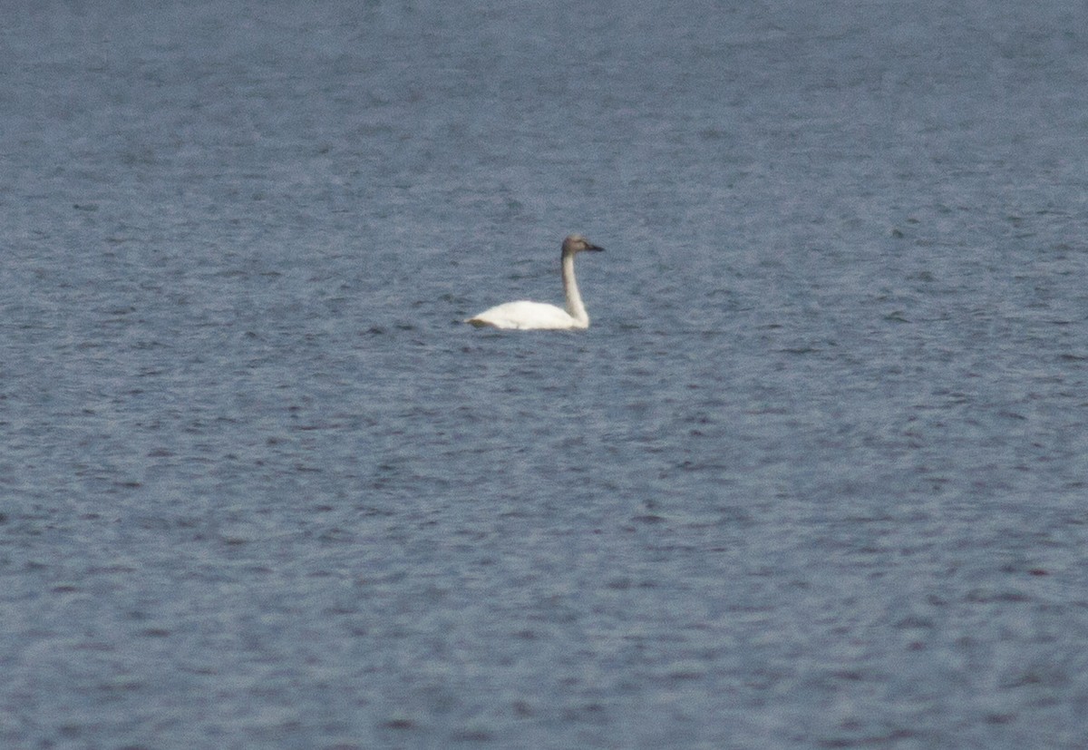 Tundra Swan - ML145402431